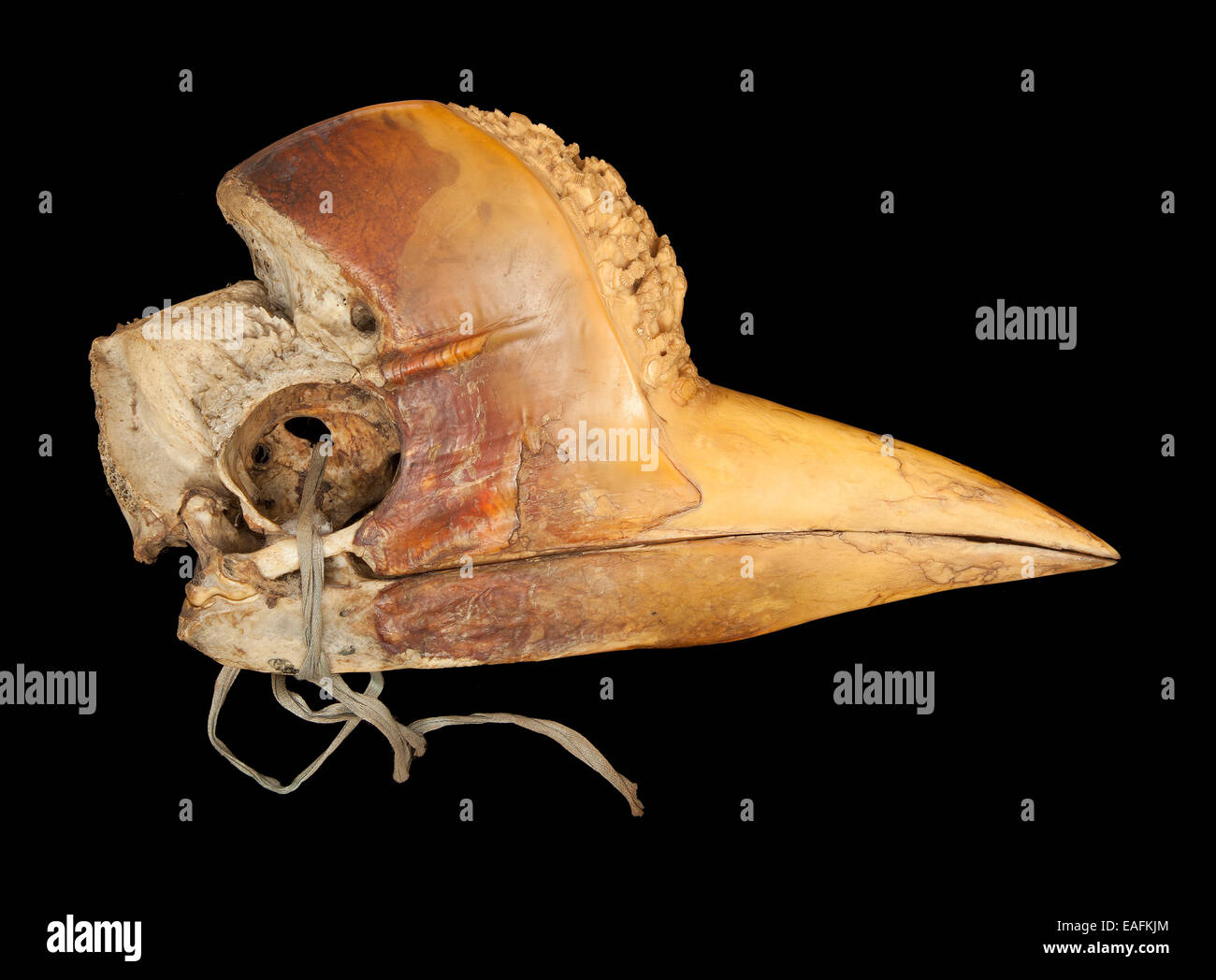 Carved Hornbill Skull Stock Photo