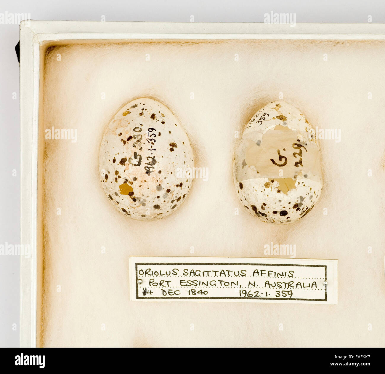 Oriolus sagittatus affinis eggs, from the Gould Collection Stock Photo