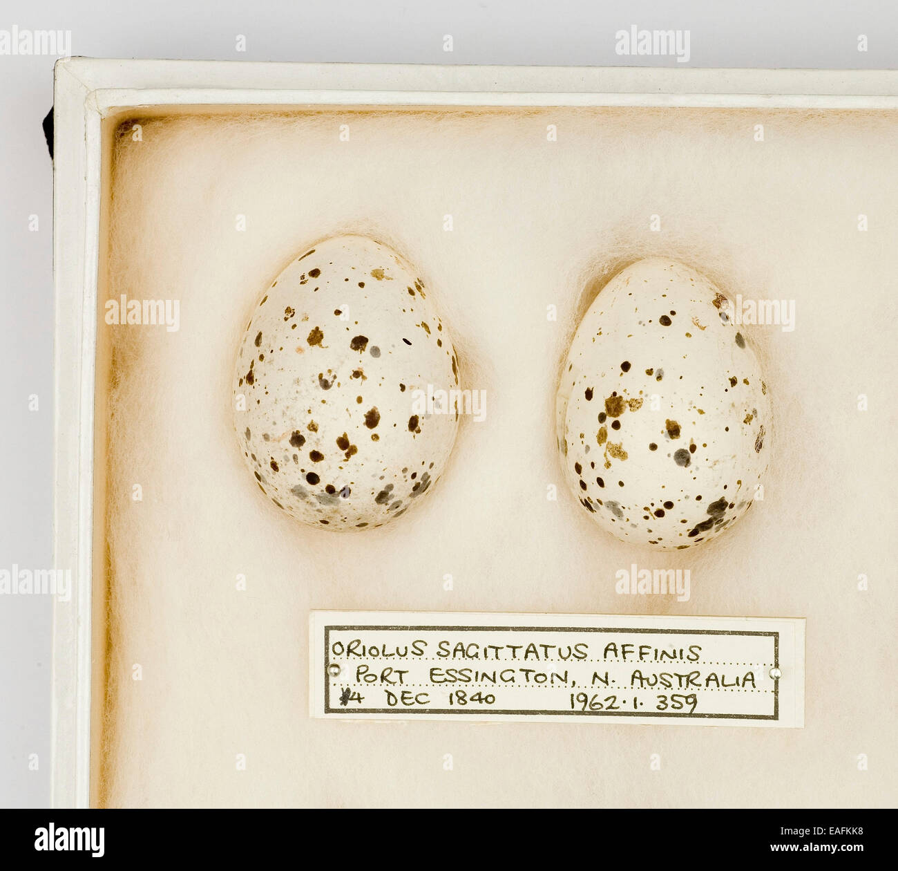 Oriolus sagittatus affinis eggs, from the Gould Collection Stock Photo