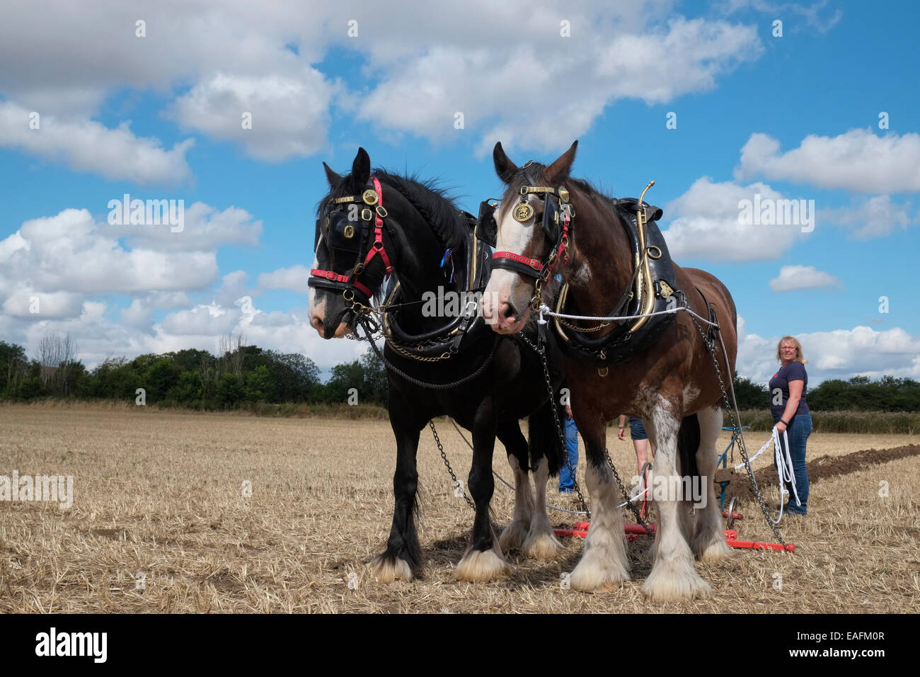 Shire horses during a ploughing competition at the Heckington Show, Lincolnshire, England. Stock Photo