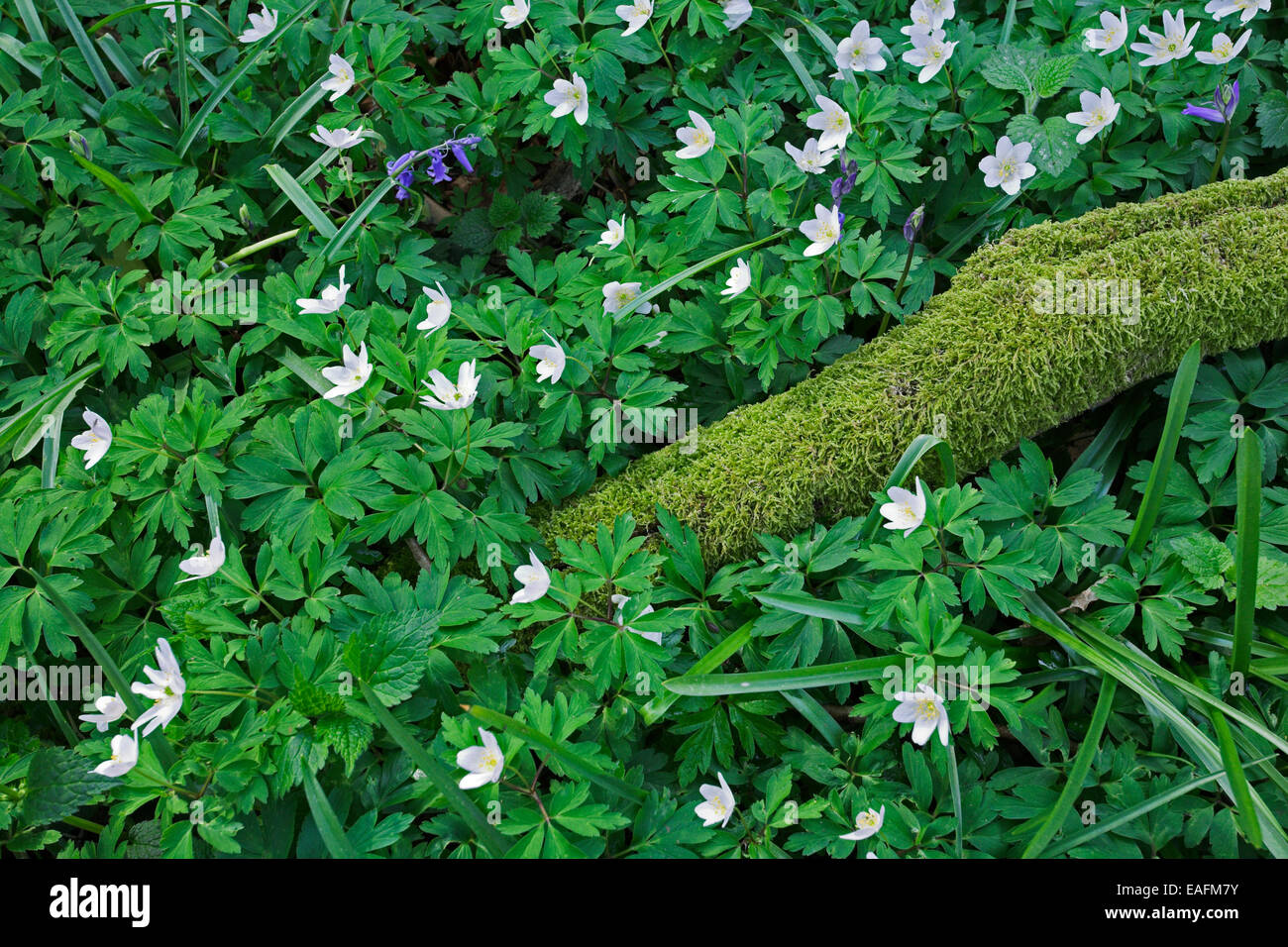 Wood Anemones and Bluebells growing on the forest floor. Stock Photo