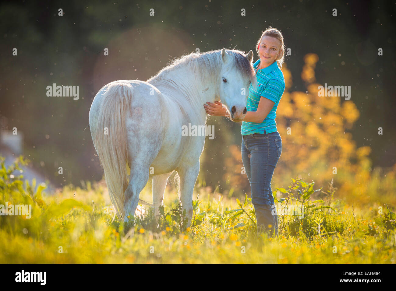 Welsh Mountain Pony Section A Gray gelding standing next to young woman pasture Austria Stock Photo
