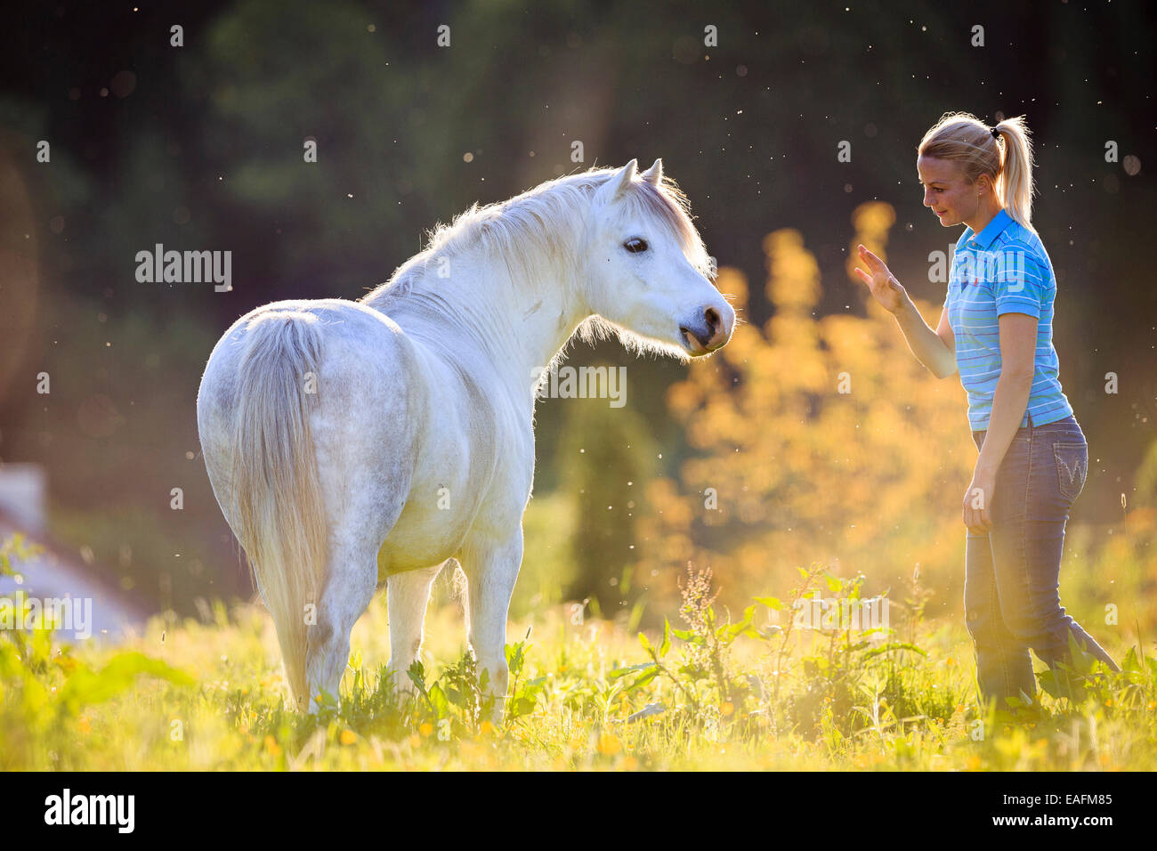 Welsh Mountain Pony Section A Gray gelding standing next to young woman pasture Austria Stock Photo