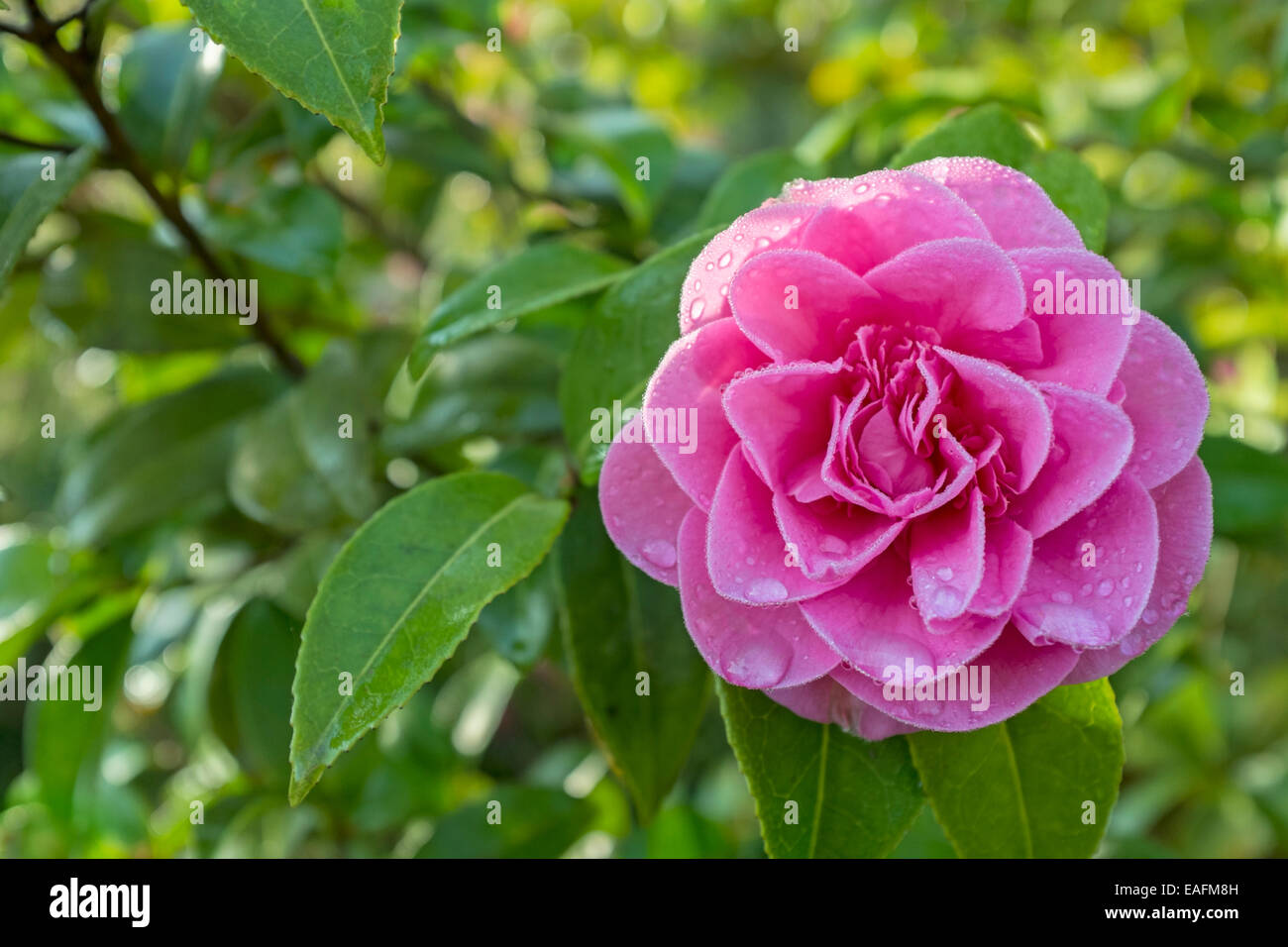 Pink Camellia flower. Stock Photo