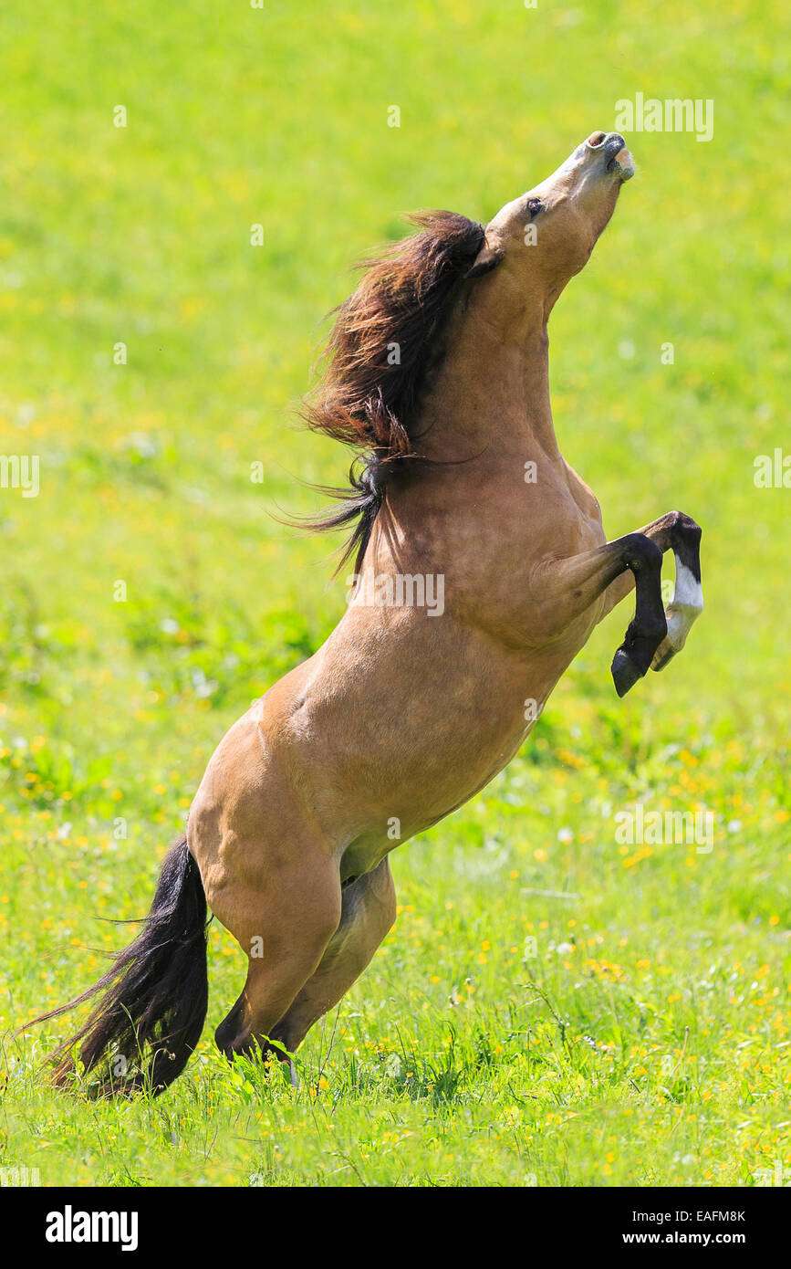 Welsh Pony Section B Dun mare rearing pasture Austria Stock Photo
