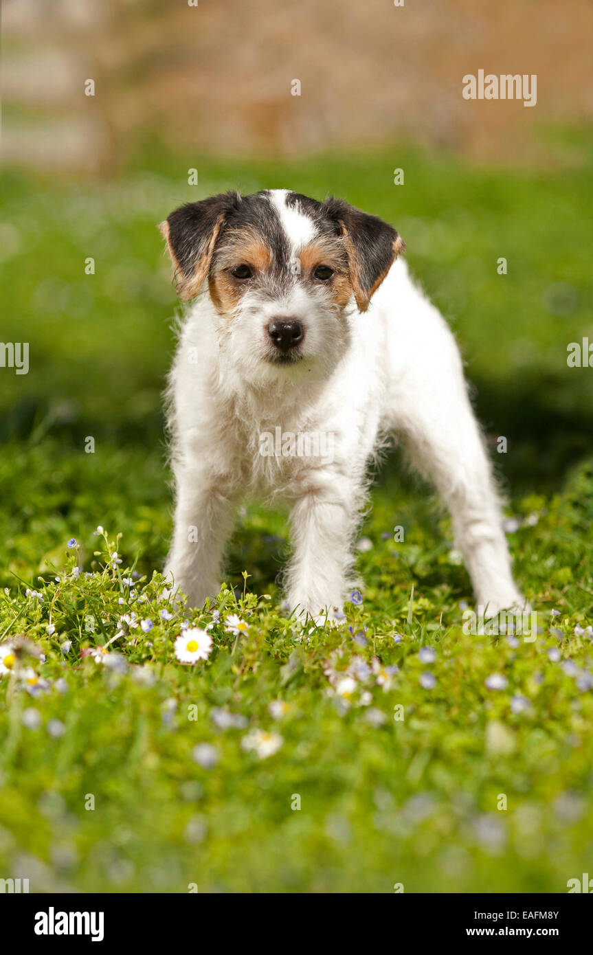 Baby Parson High Resolution Stock Photography And Images Alamy