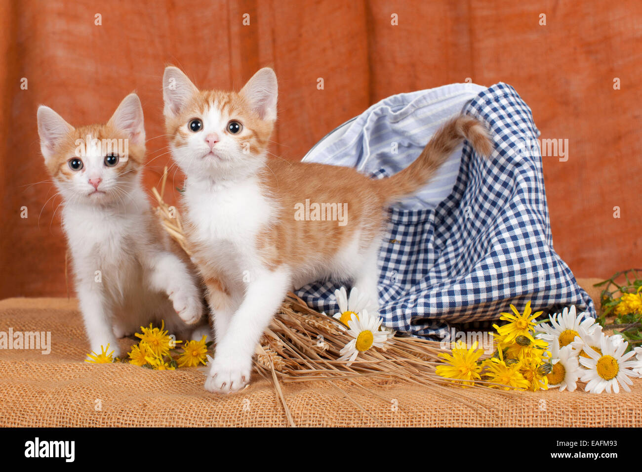 Red and white store tabby cat