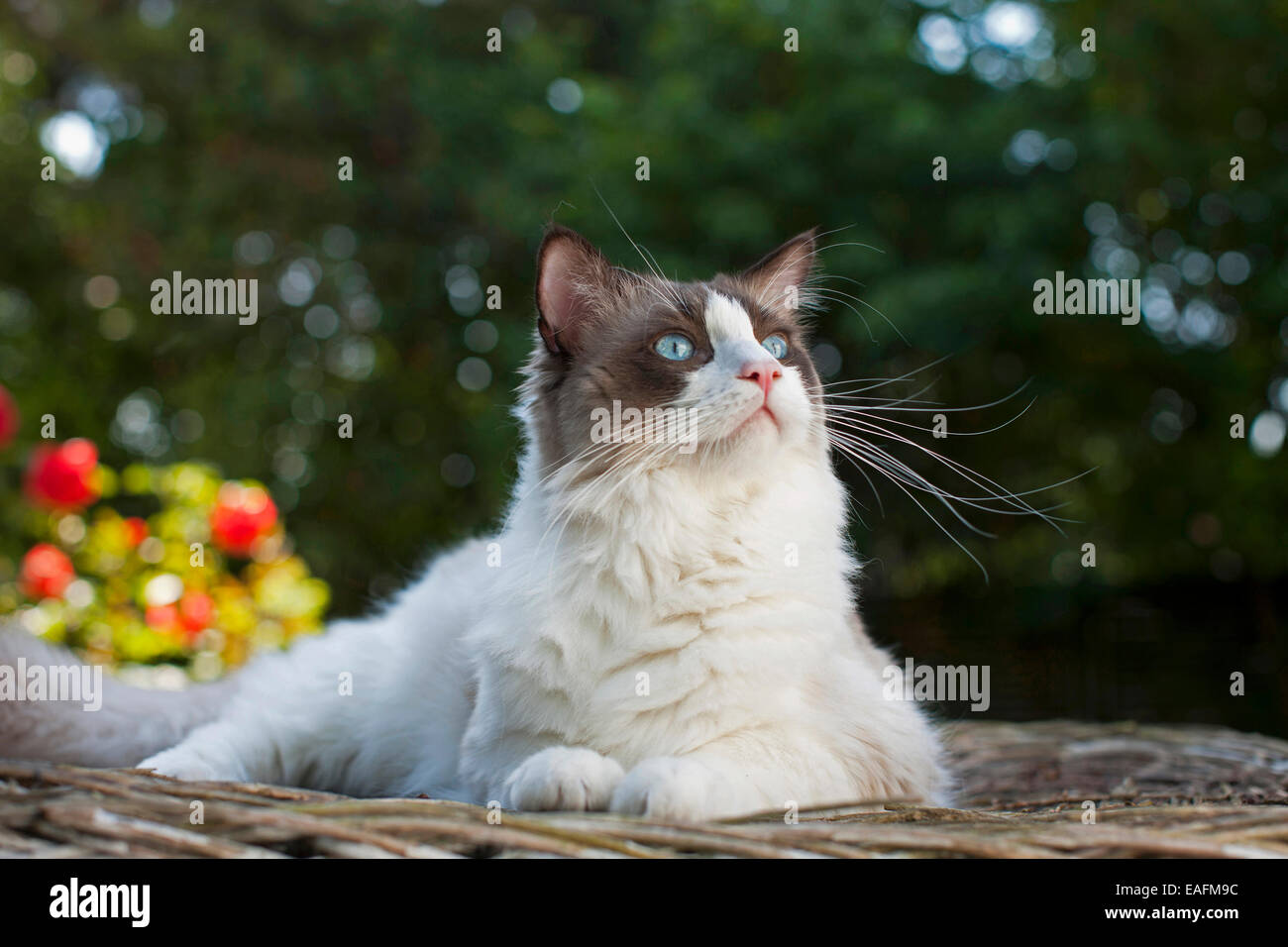 Ragdoll Adult cat lying basketwork garden Germany Stock Photo Alamy