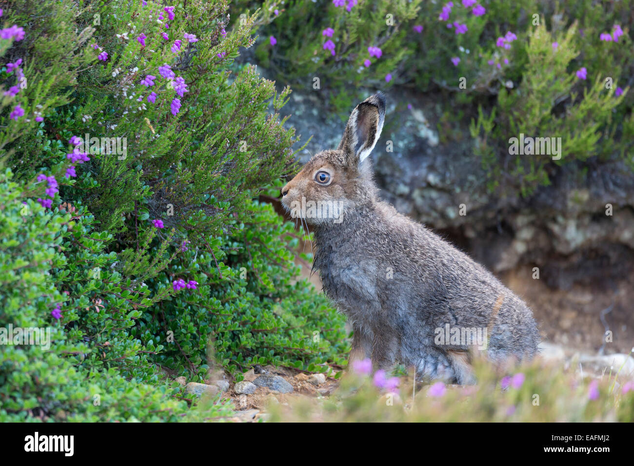 Mountain Hare Lepus timidus heath Scotland Stock Photo