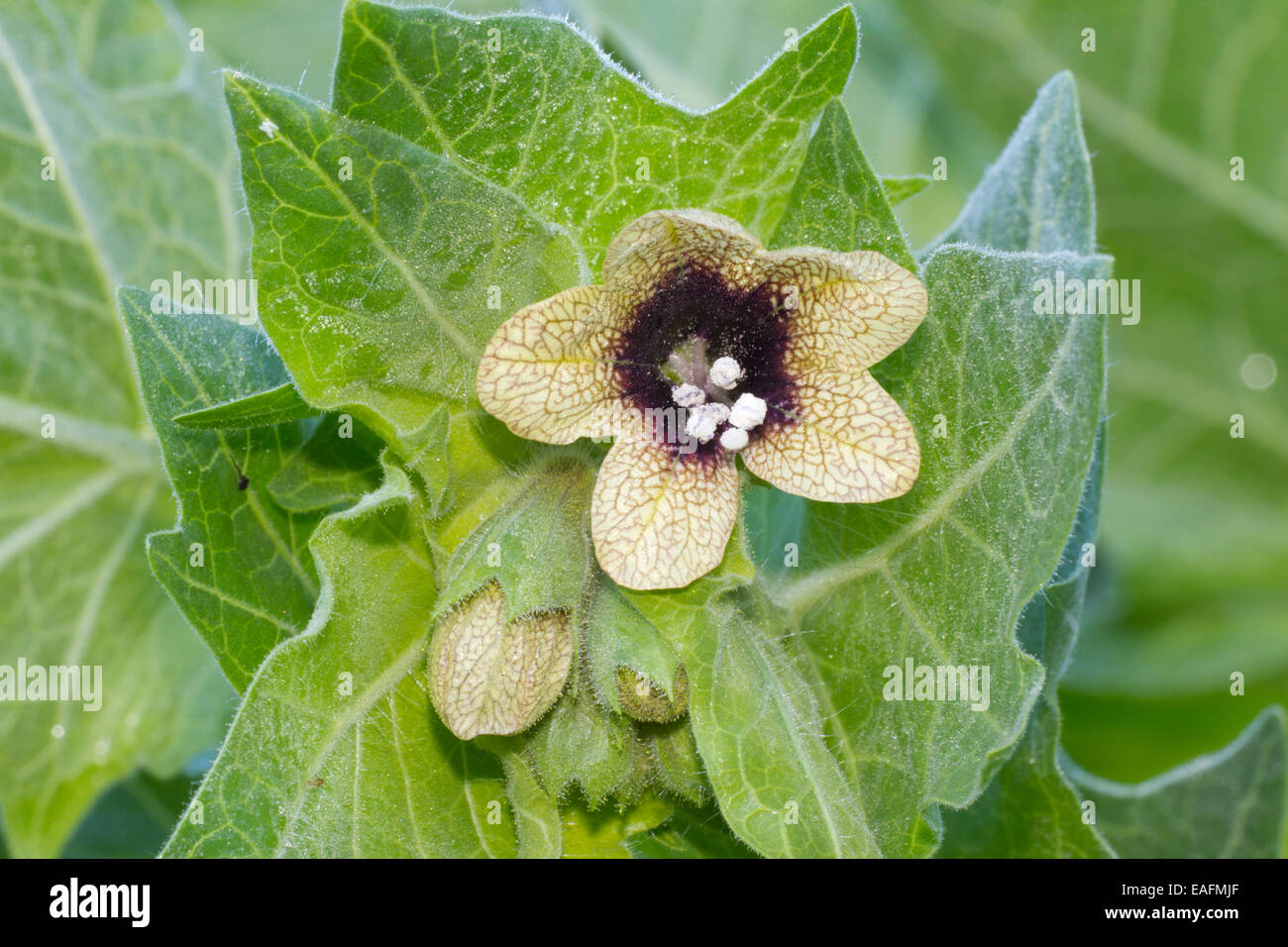 Black Henbane Henbane Hyoscyamus niger flower flower buds germany Stock