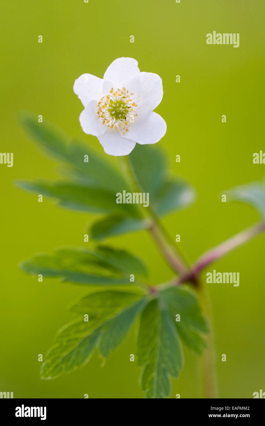 Wood Anemone Windflower Anemone nemorosa flowering stalk Germany Stock