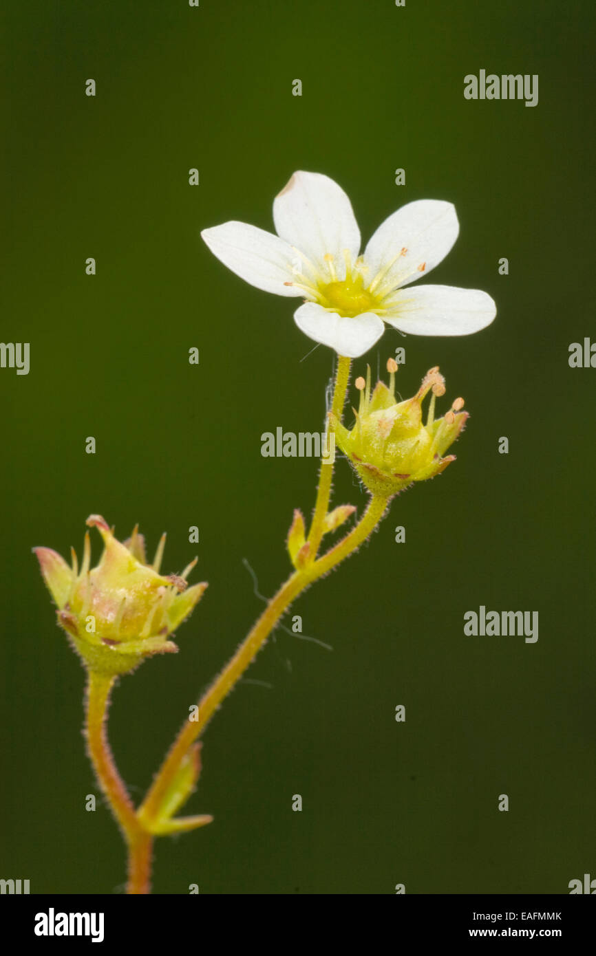 White Rock Rose Helianthemum hybrid flowering stem Germany Stock Photo
