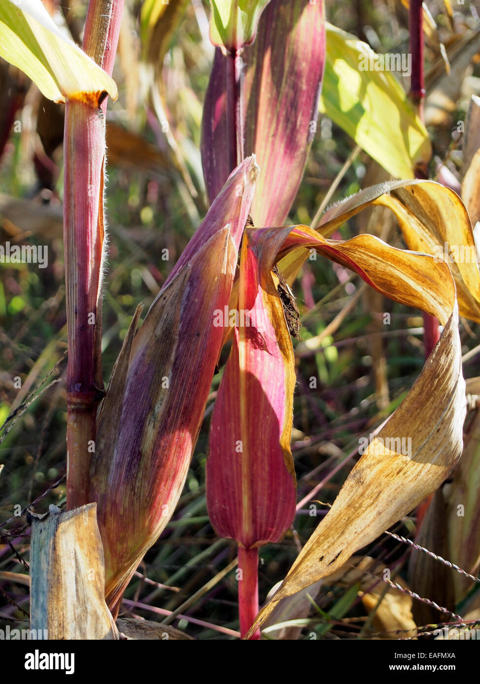 Maize plant ready for harvesting with a kernel or cob covered by its protective husk. This crop is for animal feed. Stock Photo