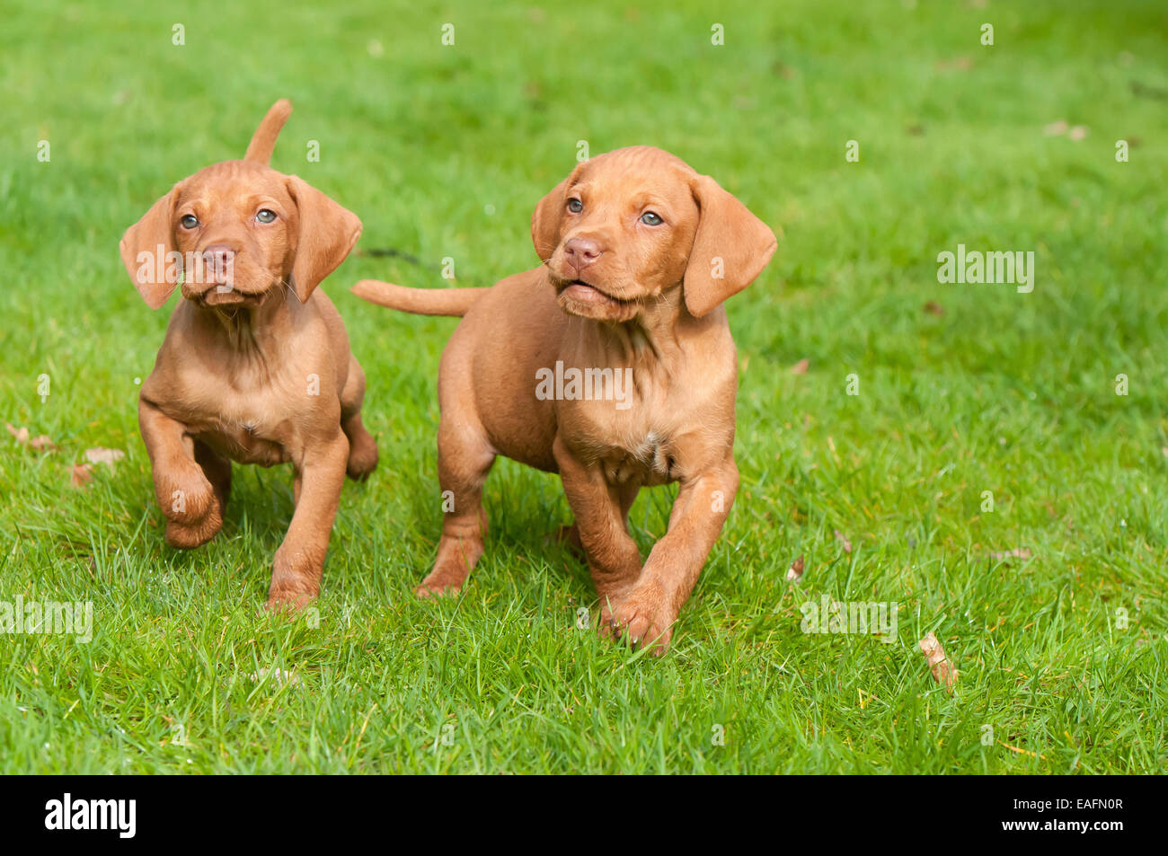 hungarian-vizsla-puppies-hi-res-stock-photography-and-images-alamy