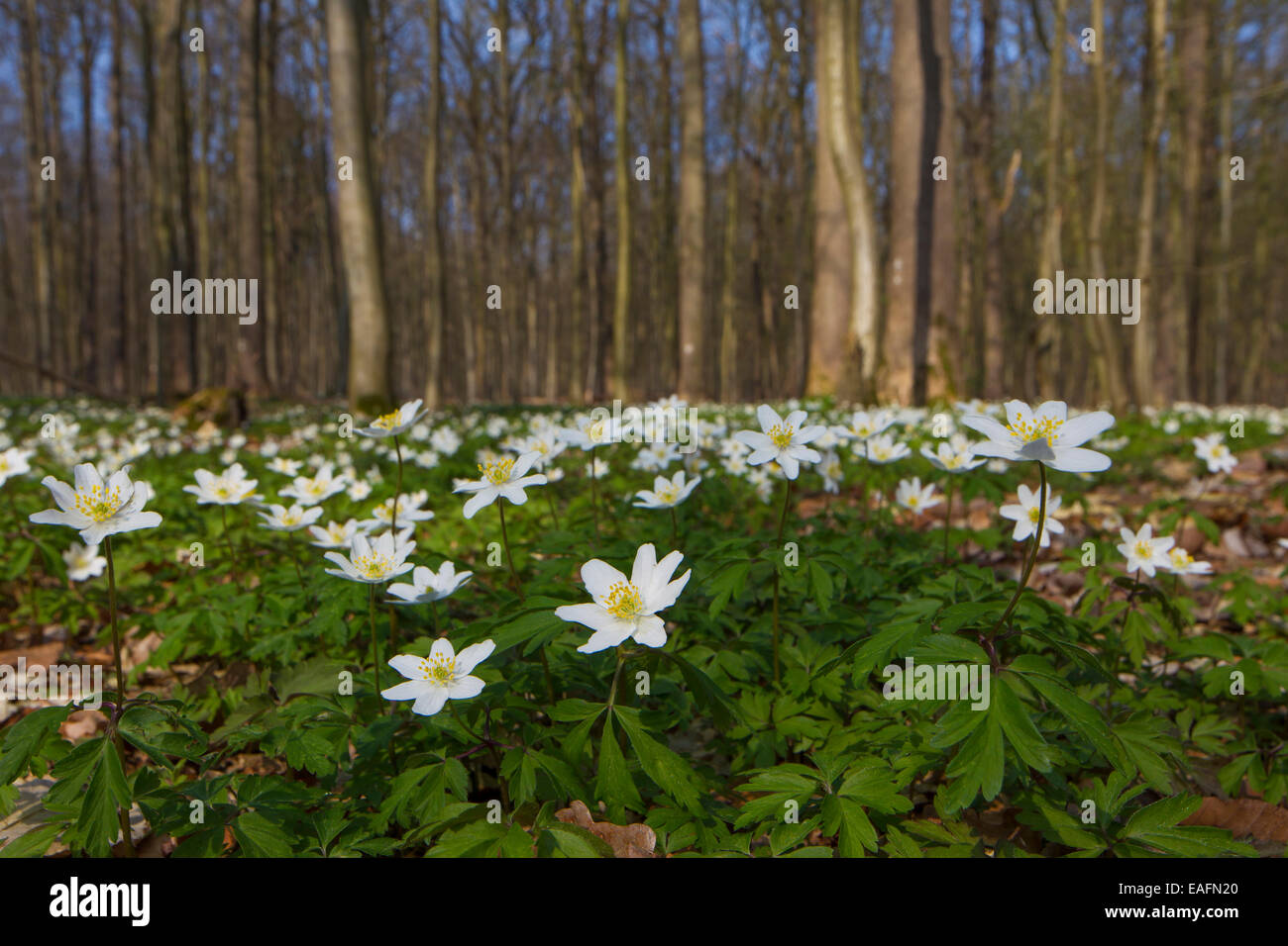 Wood Anemone Anemone nemorosa Flowering plants covering the floor of