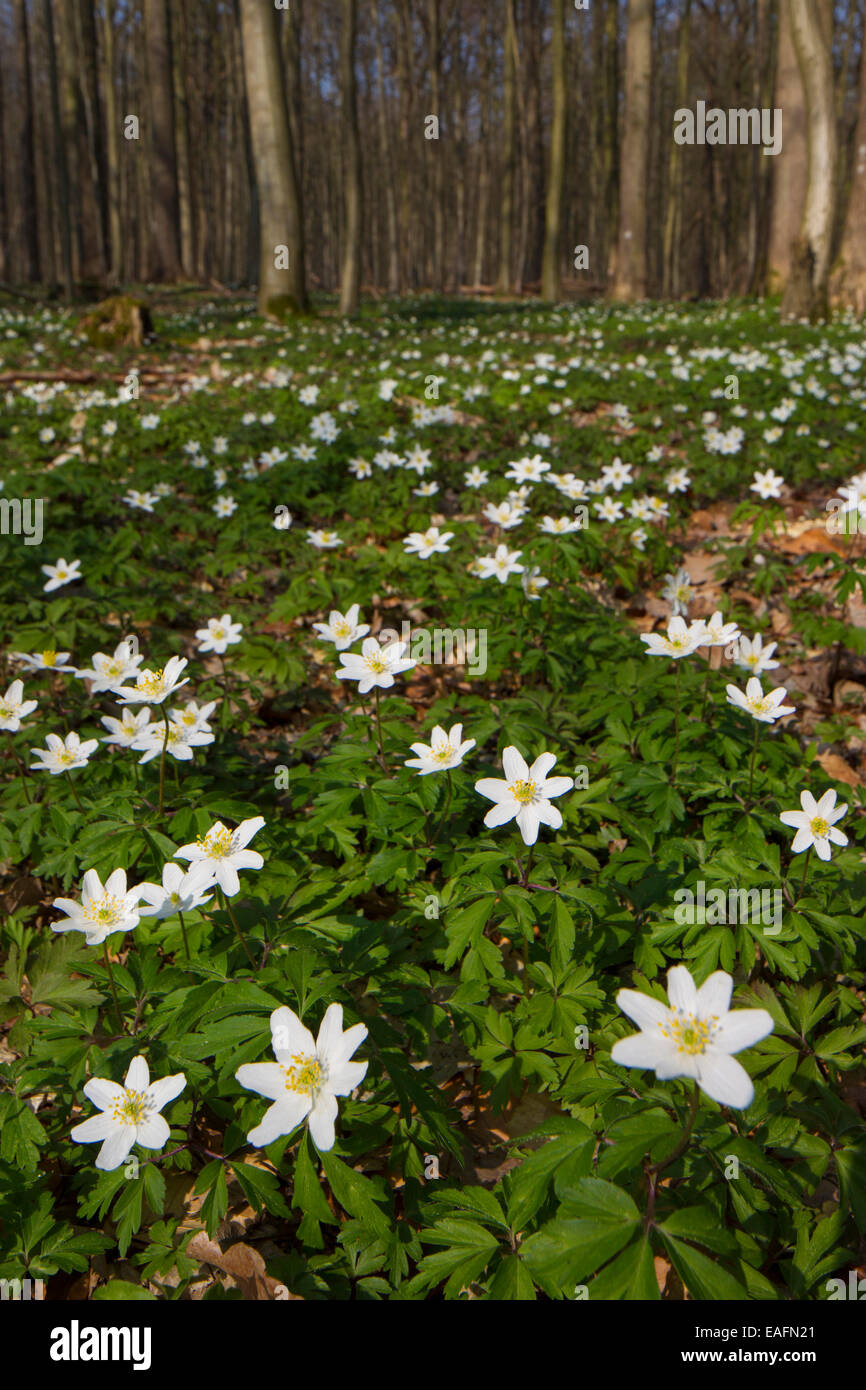 Wood Anemone Anemone nemorosa Flowering plants covering the floor of