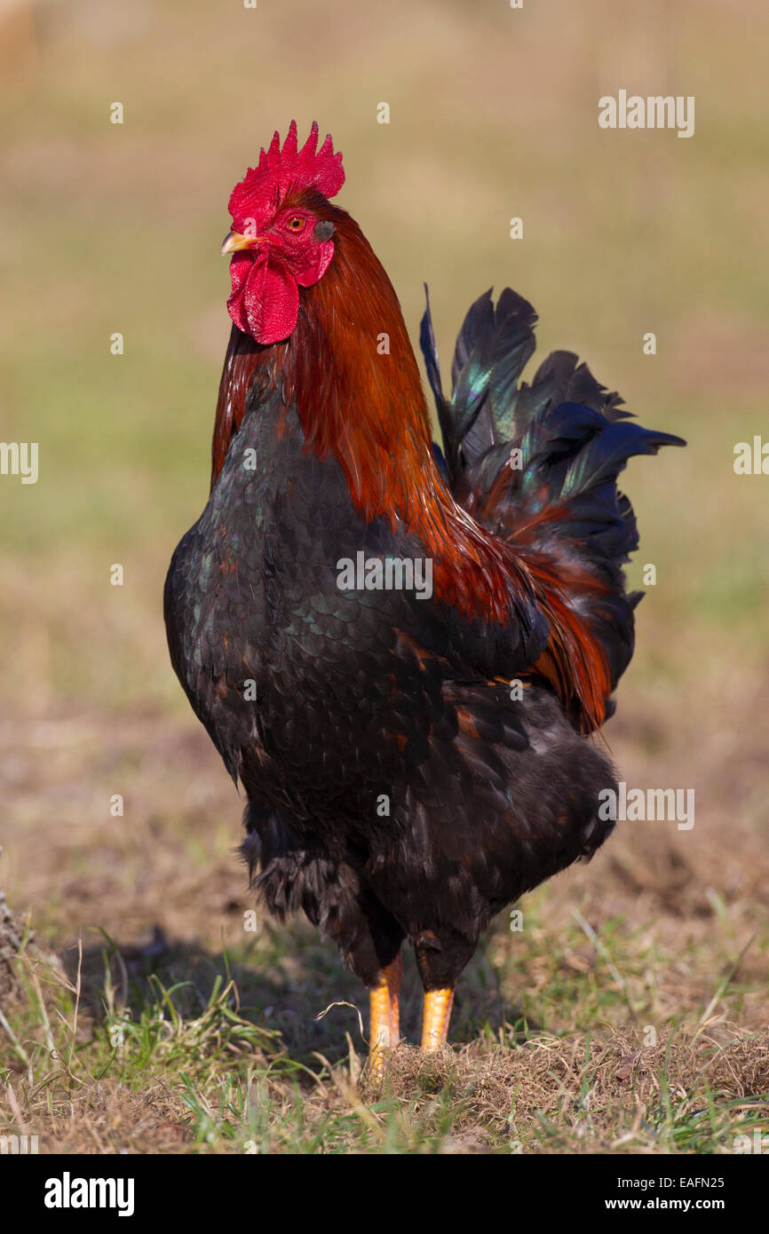 Domestic Chicken Gallus gallus domesticus Cock standing meadow Germany Stock Photo