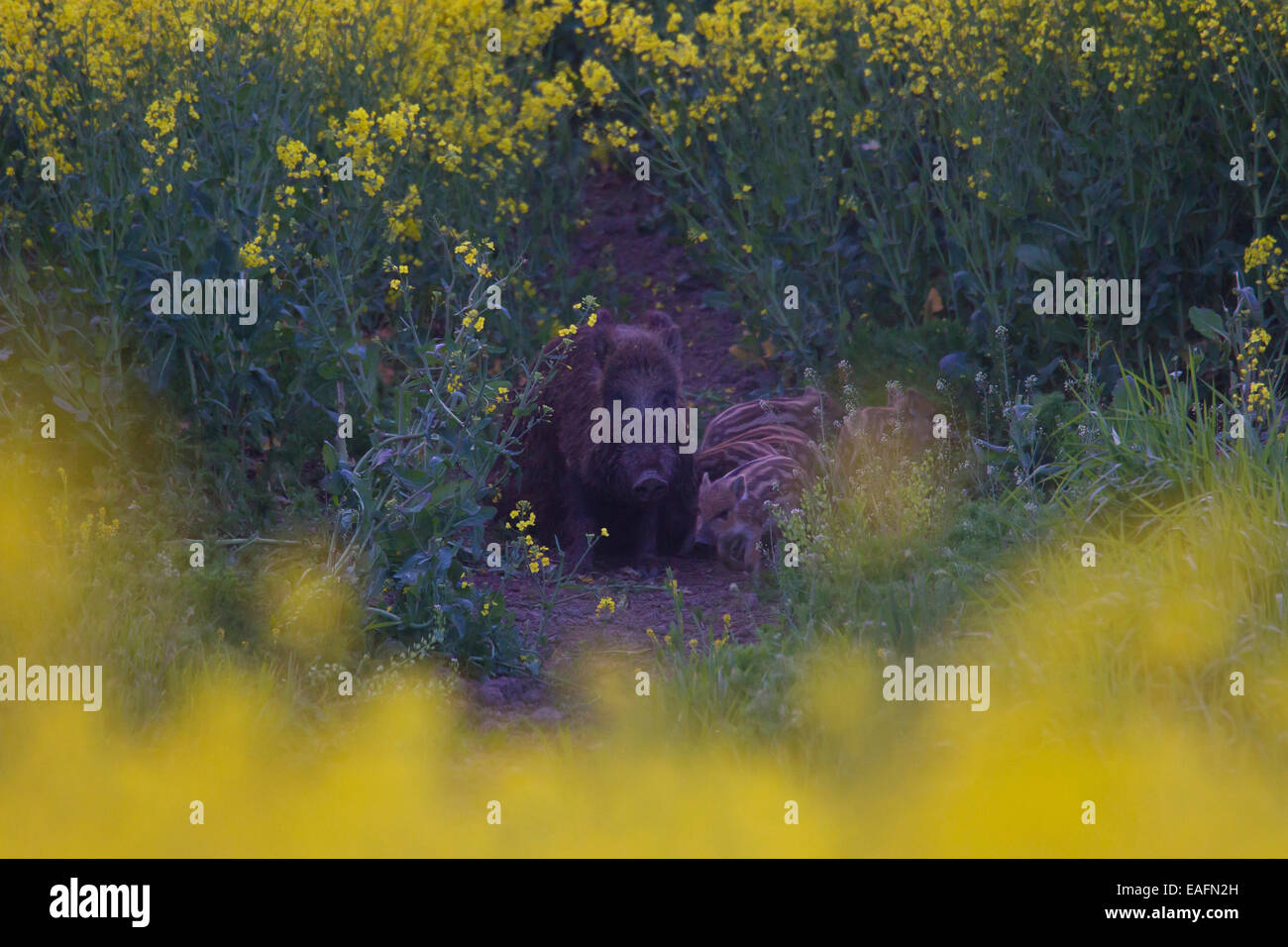 Wild Boar Sus scrofa sow piglets flowering Rape field Germany Stock Photo