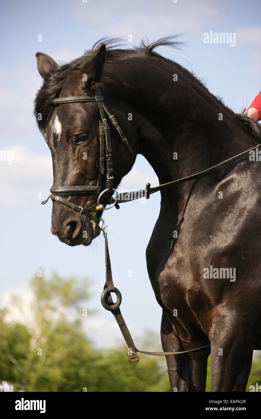 Trakehner horse tack sidereins Germany Stock Photo Alamy