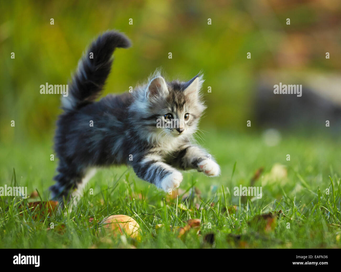 Norwegian Forest Cat Tabby kitten running grass Germany Stock Photo Alamy