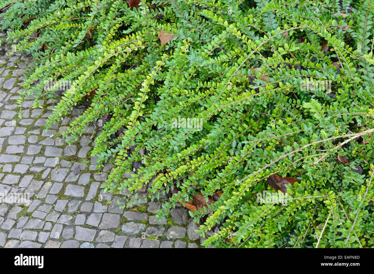 monstera nach oben wachsen Hydro XXL Monstera am Stab, 120-140cm – Green Me Up