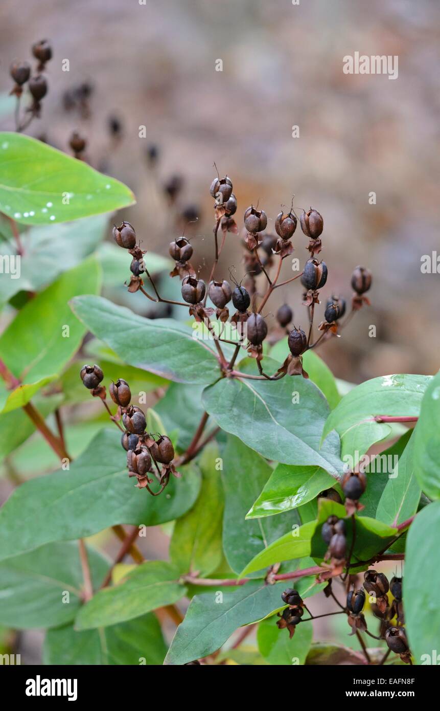 Tutsan (Hypericum androsaemum Stock Photo - Alamy