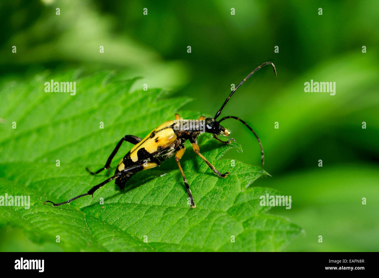 longhorn-beetle-uk