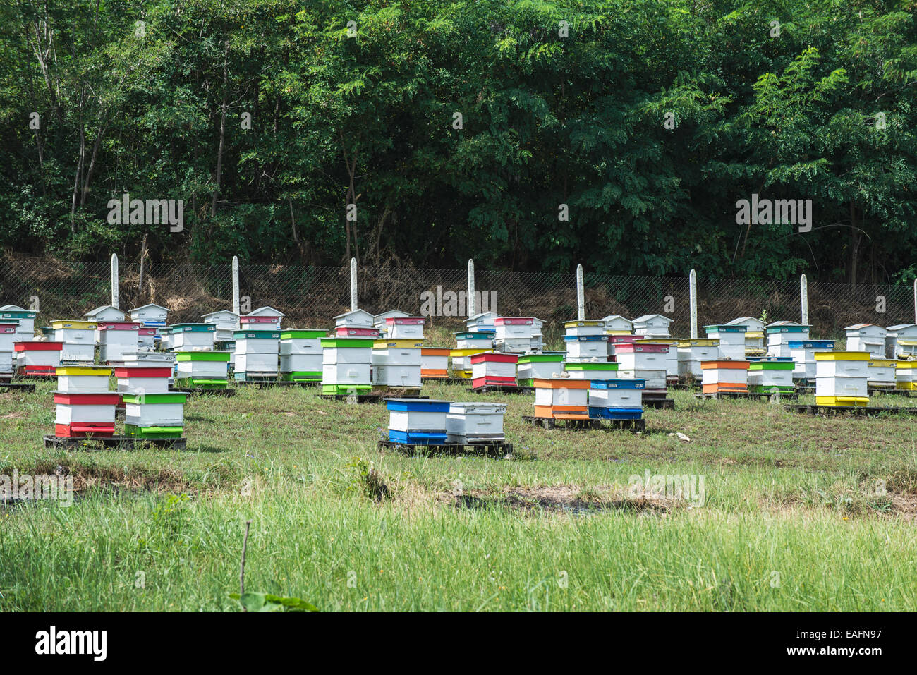 Beehives in bee farm. Forest of acacia trees Stock Photo