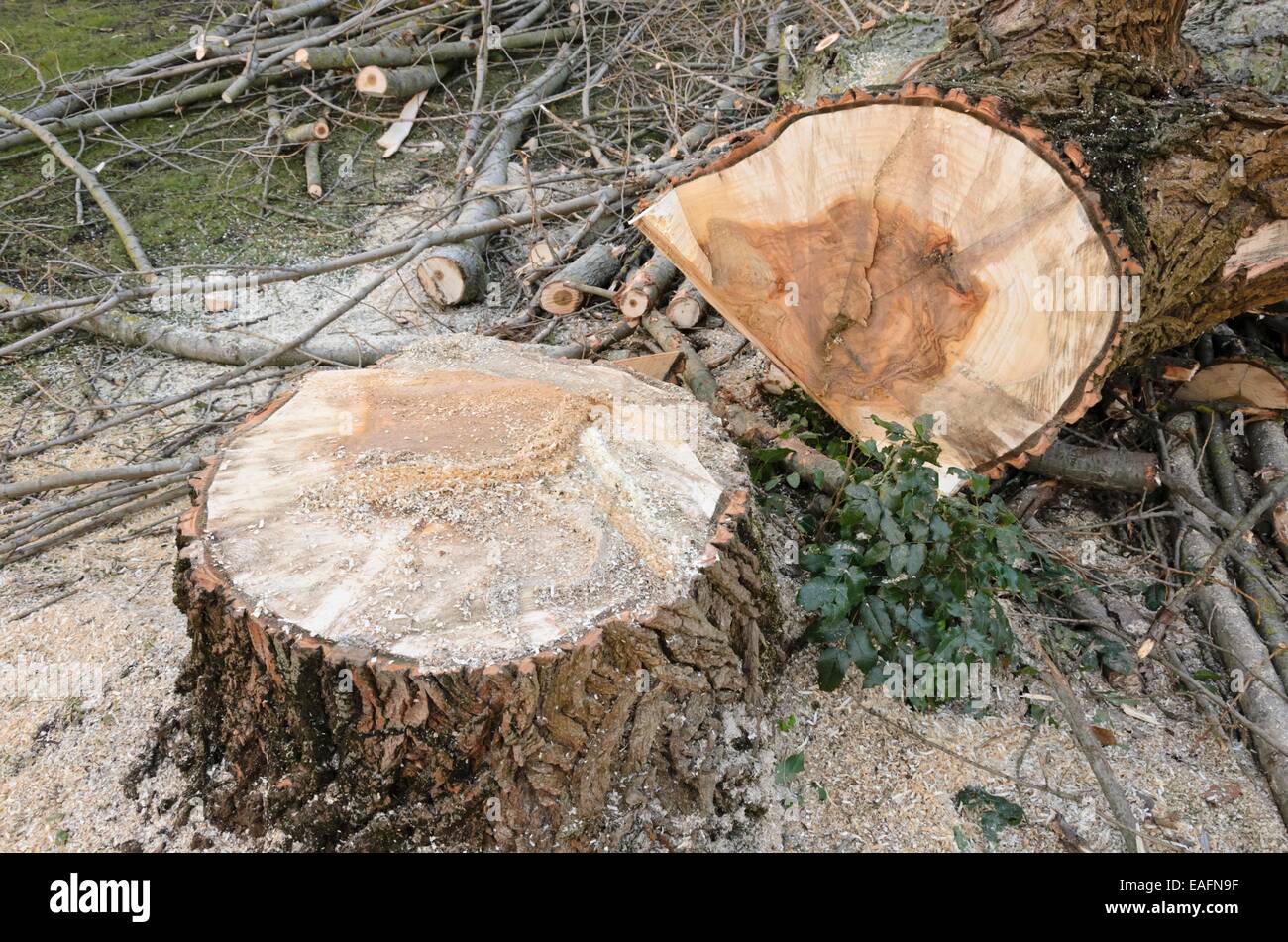 Poplar (Populus) with heart rot Stock Photo