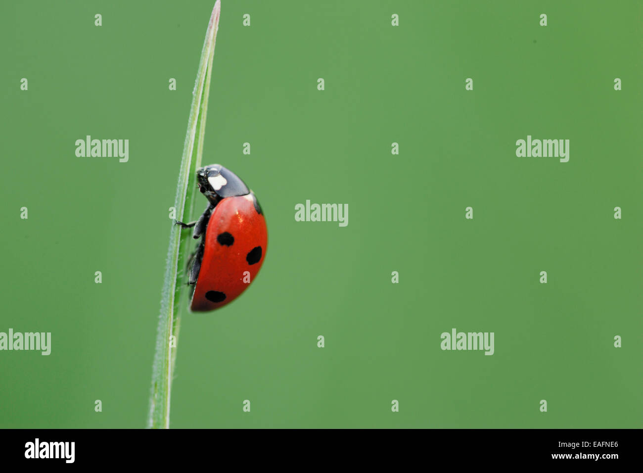 Seven-spot Ladybird Sevenspot Ladybird 7-spot Ladybird Coccinella septempunctata blade of grass Stock Photo