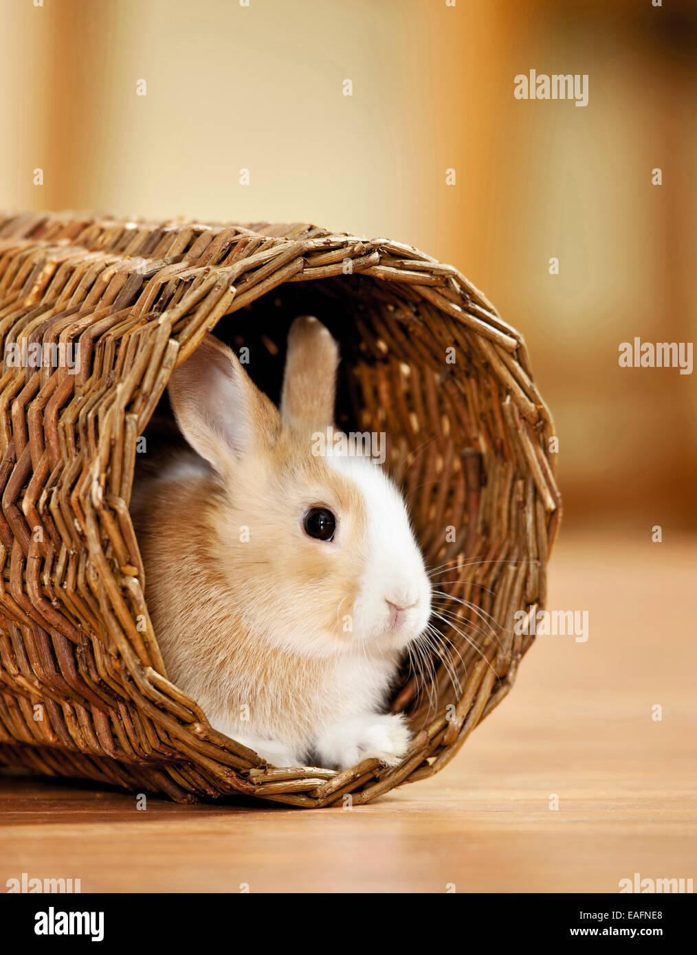 Netherland Dwarf Rabbit Young wicker tunnel Germany Stock Photo Alamy
