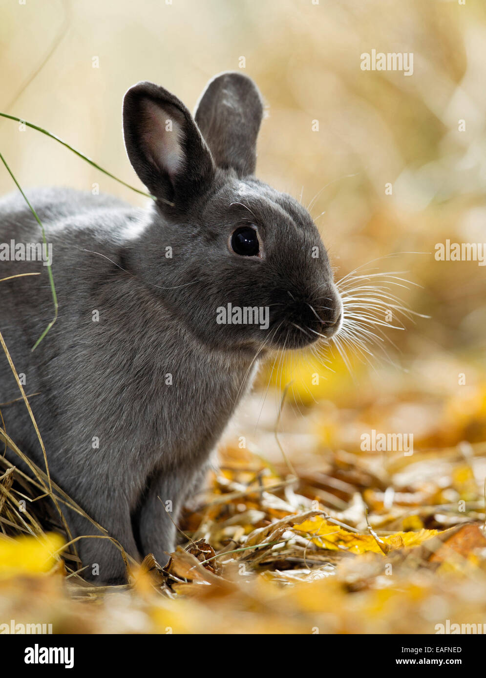 Adult dwarf best sale rabbit