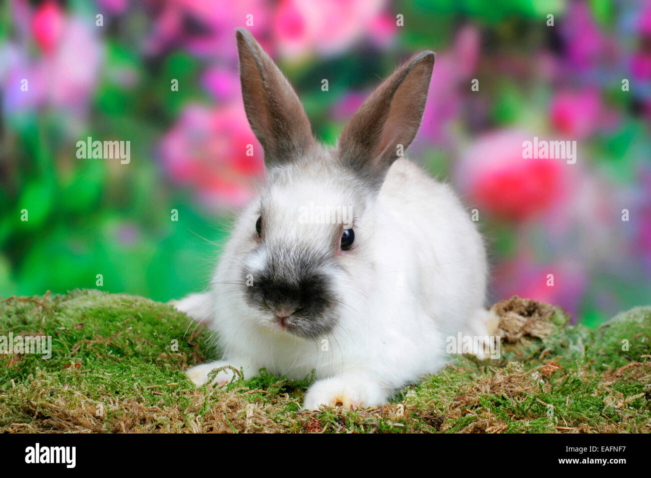 Netherland Dwarf Rabbit n moss flowers background Germany Stock Photo