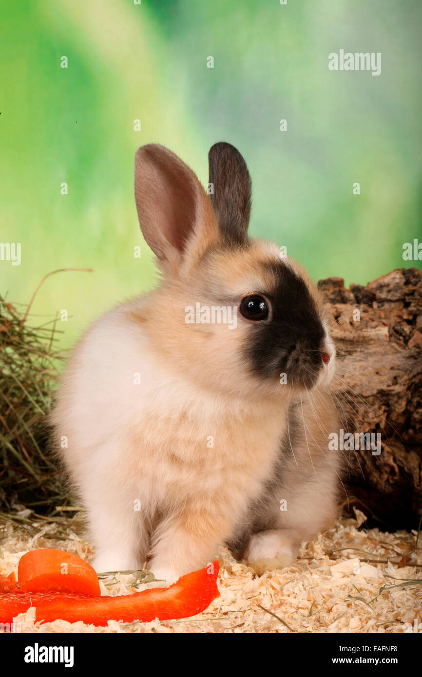 Netherland Dwarf rabbit carrot sweet pepper Germany Stock Photo - Alamy