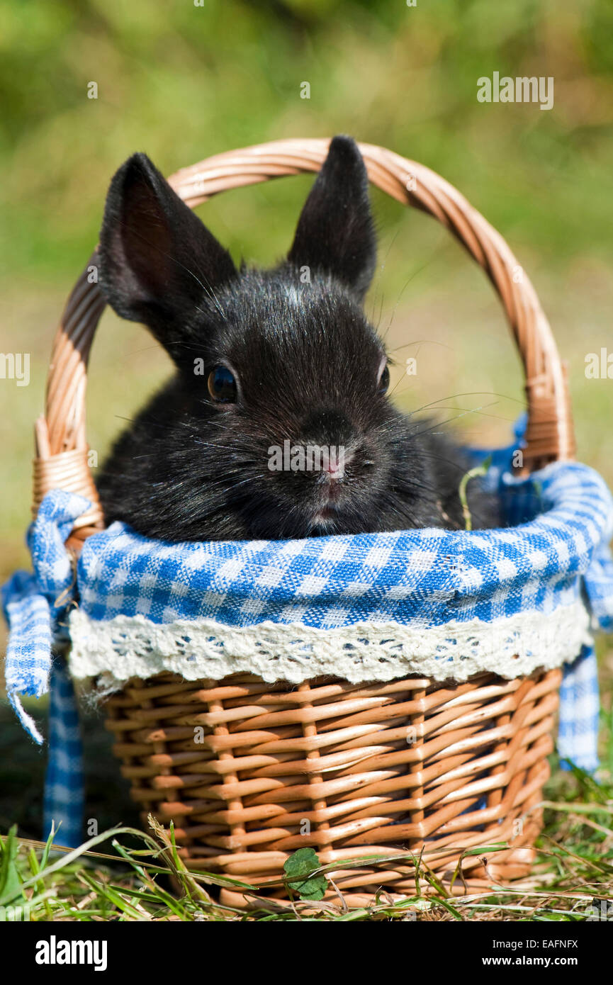Netherland Dwarf rabbit Black young basket lawn Germany Stock Photo - Alamy