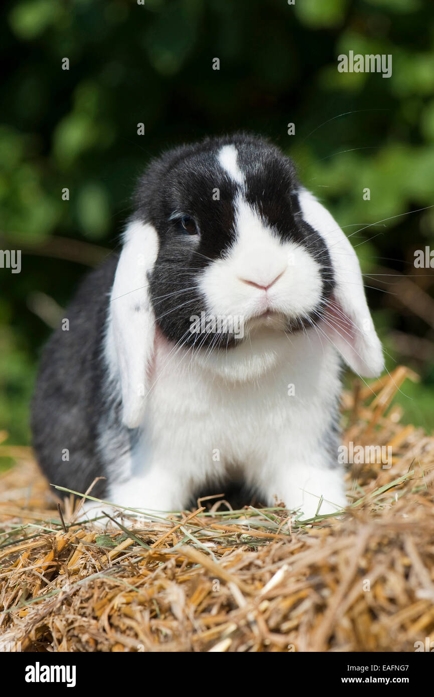 black and white mini lop rabbit