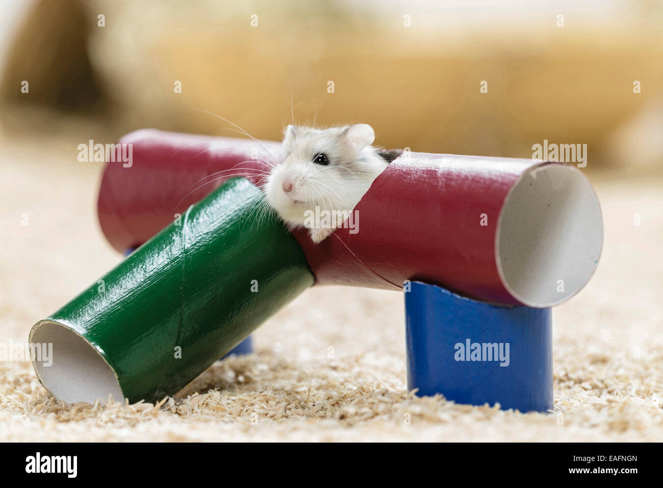 Roborovski Hamster Phodopus roborovskii in home-made tunnel system Stock Photo