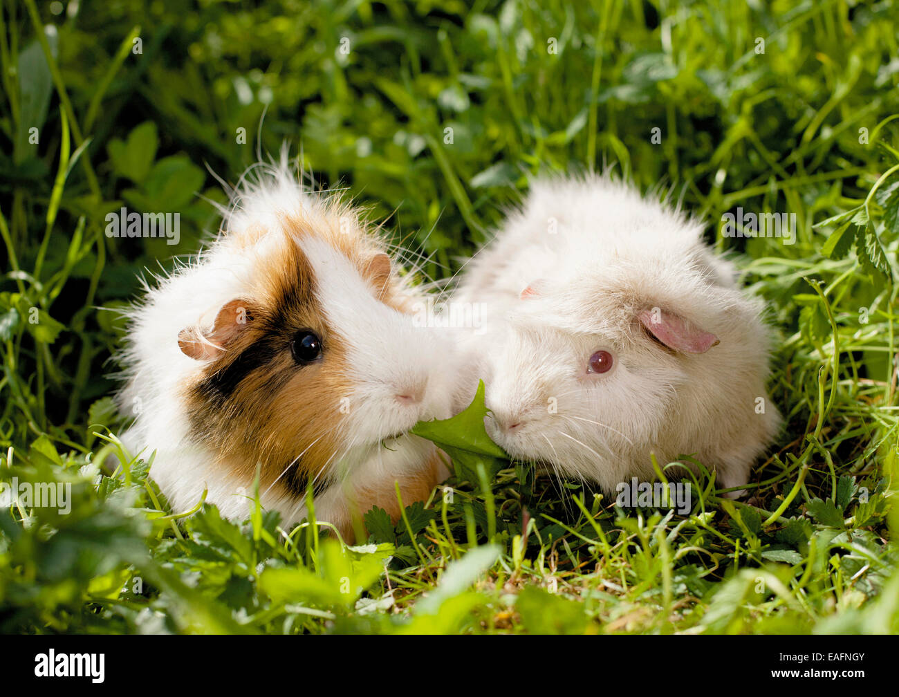 Guinea pig dandelion discount