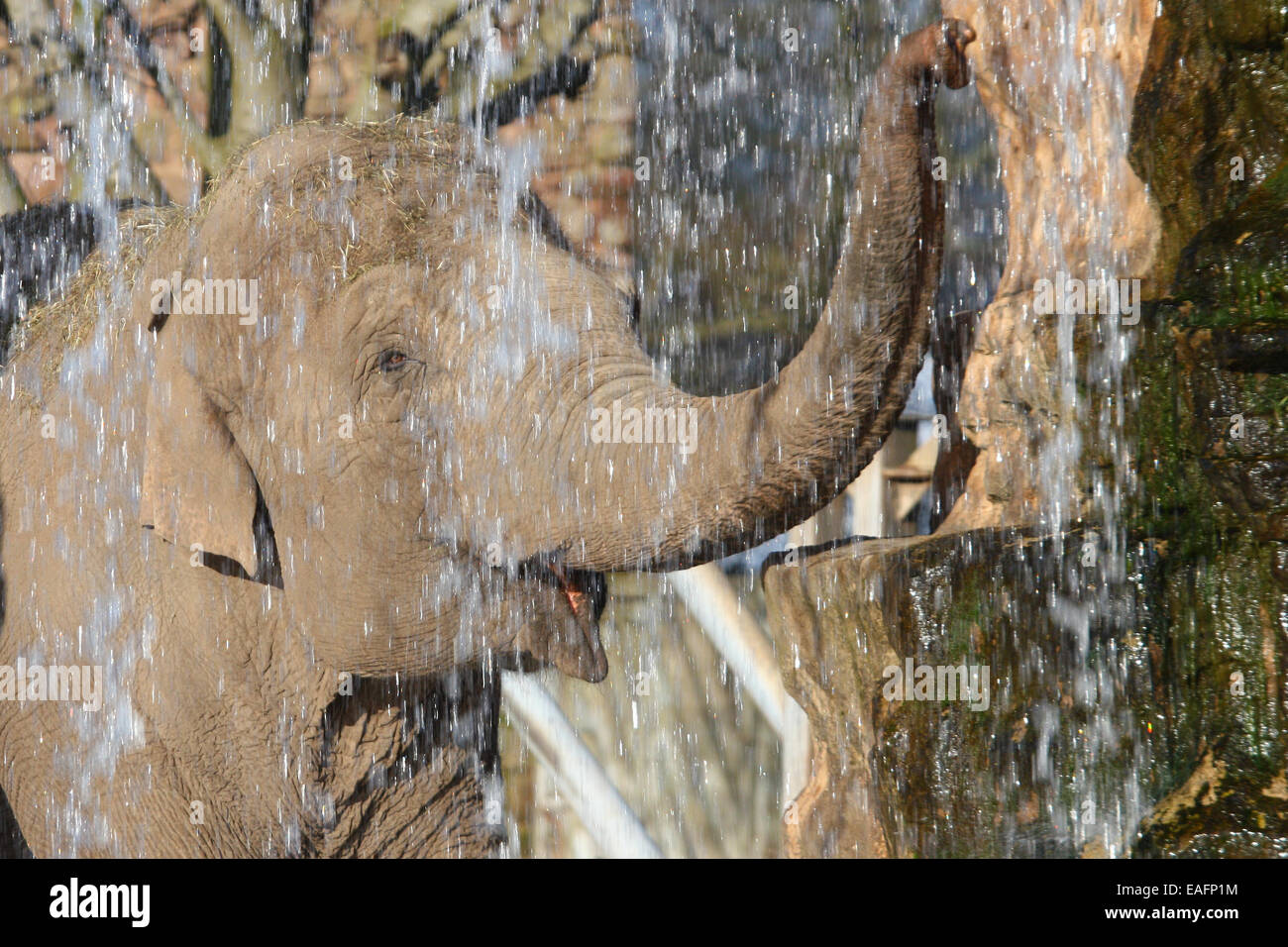 Elephant taking a shower in a waterfall Stock Photo