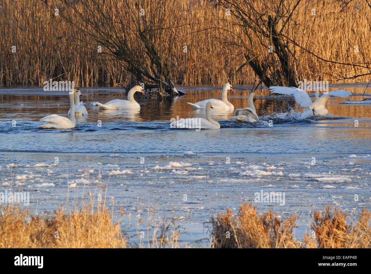 Whooper swans (Cygnus cygnus) and mute swans (Cygnus olor), Lower Oder Valley National Park, Germany Stock Photo