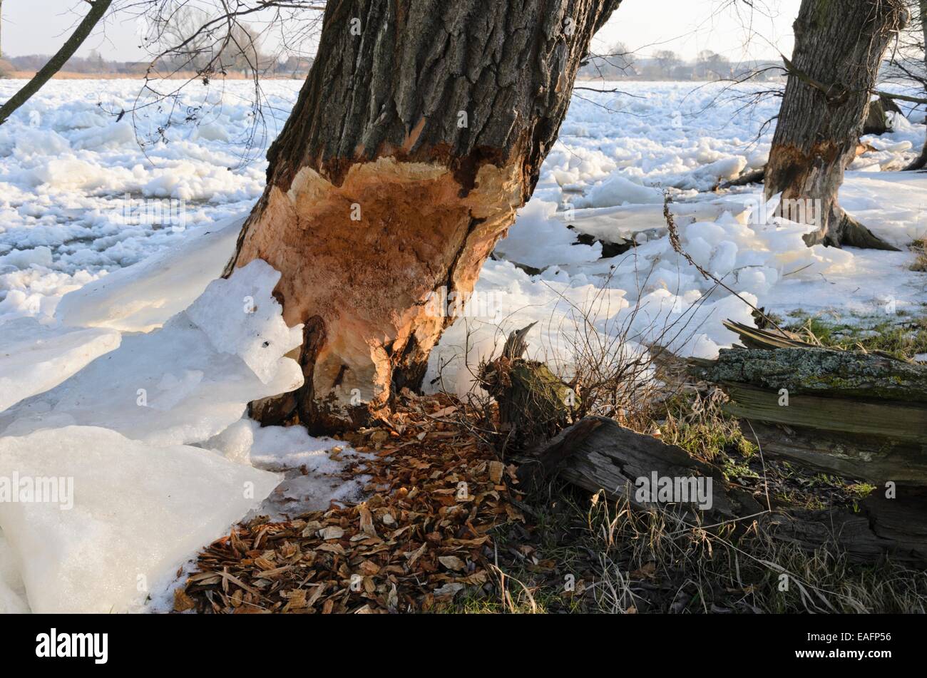 Beaver cut tree at frozen Oder River, Lower Oder Valley National Park ...