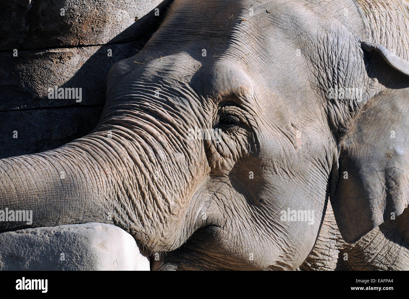 Cabeza de elefante descansando al sol sobre una roca Stock Photo