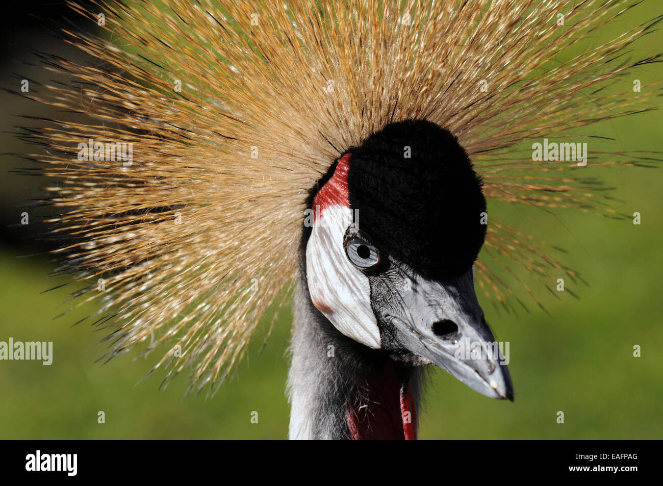 Grulla real Stock Photo