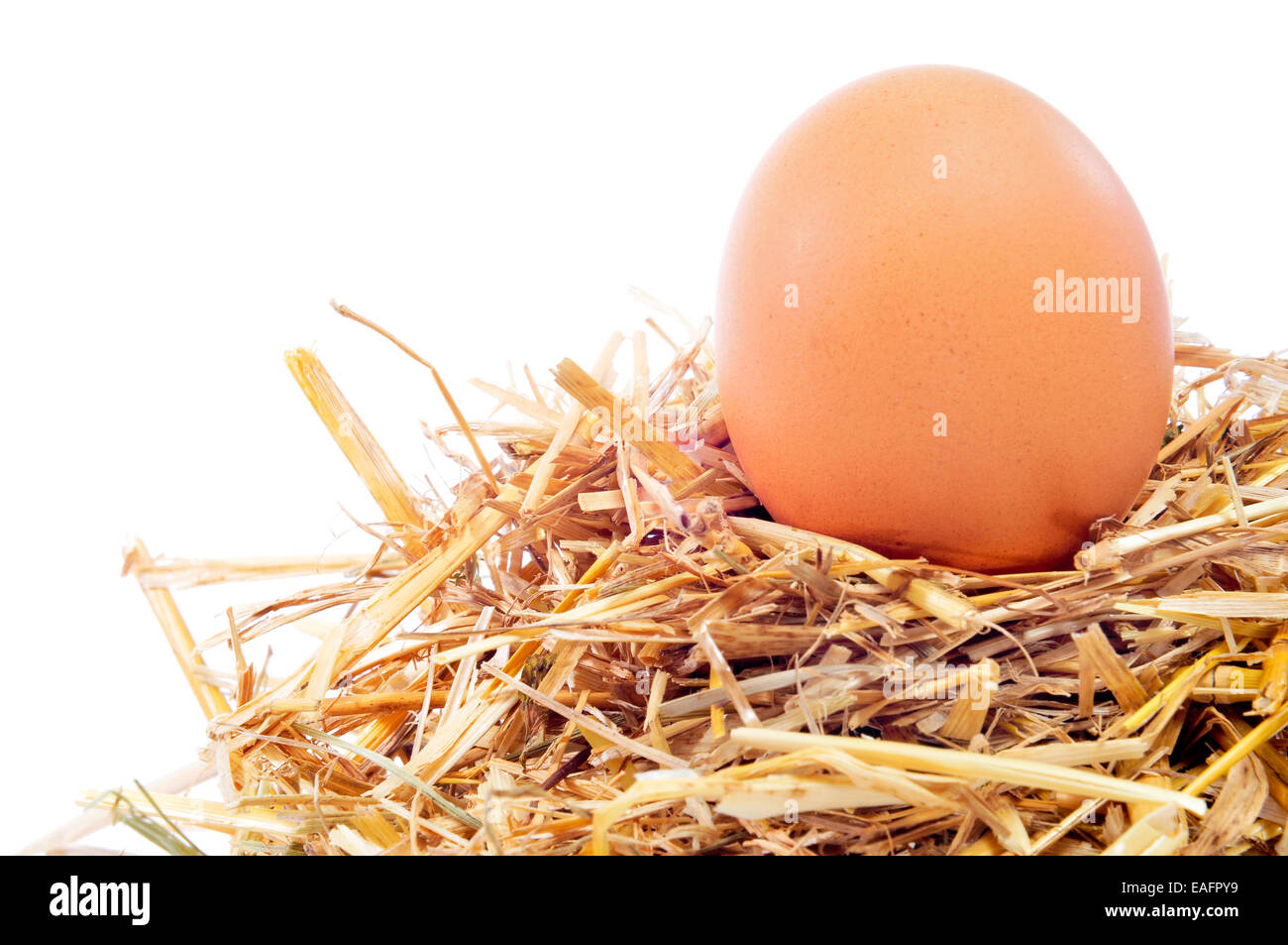 closeup of a chicken egg in a nest, on a white background Stock Photo ...