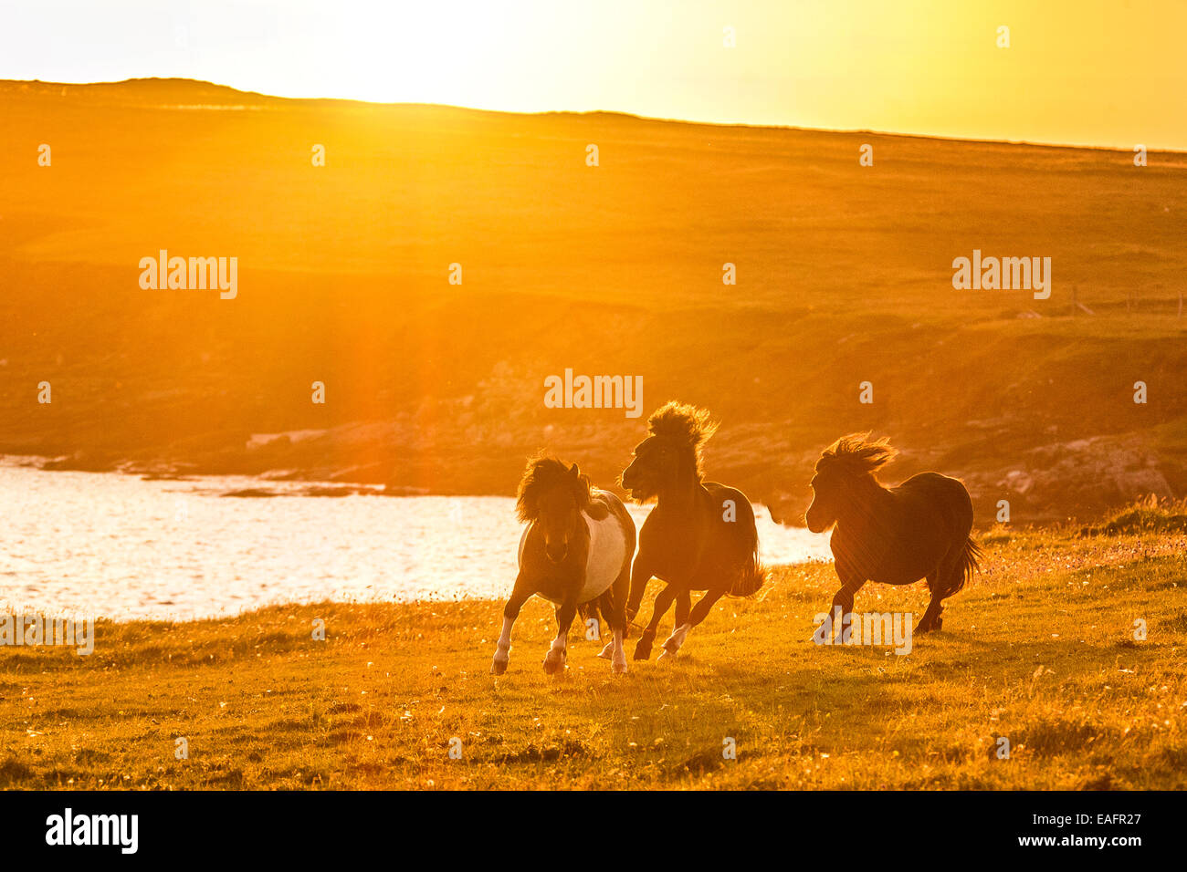 Shetland Pony Three Young Stallions Galloping Evening Light Unst