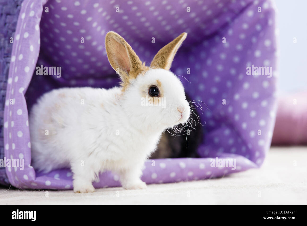 Netherland Dwarf Rabbit Young basket Germany Stock Photo