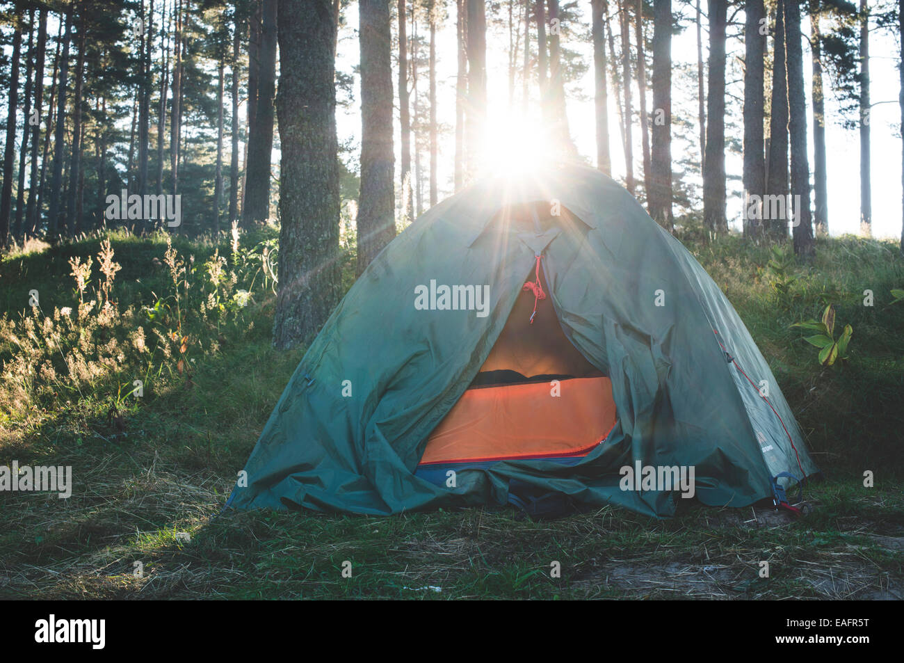 Tent in the forest on sunlight. Pine trees Stock Photo - Alamy