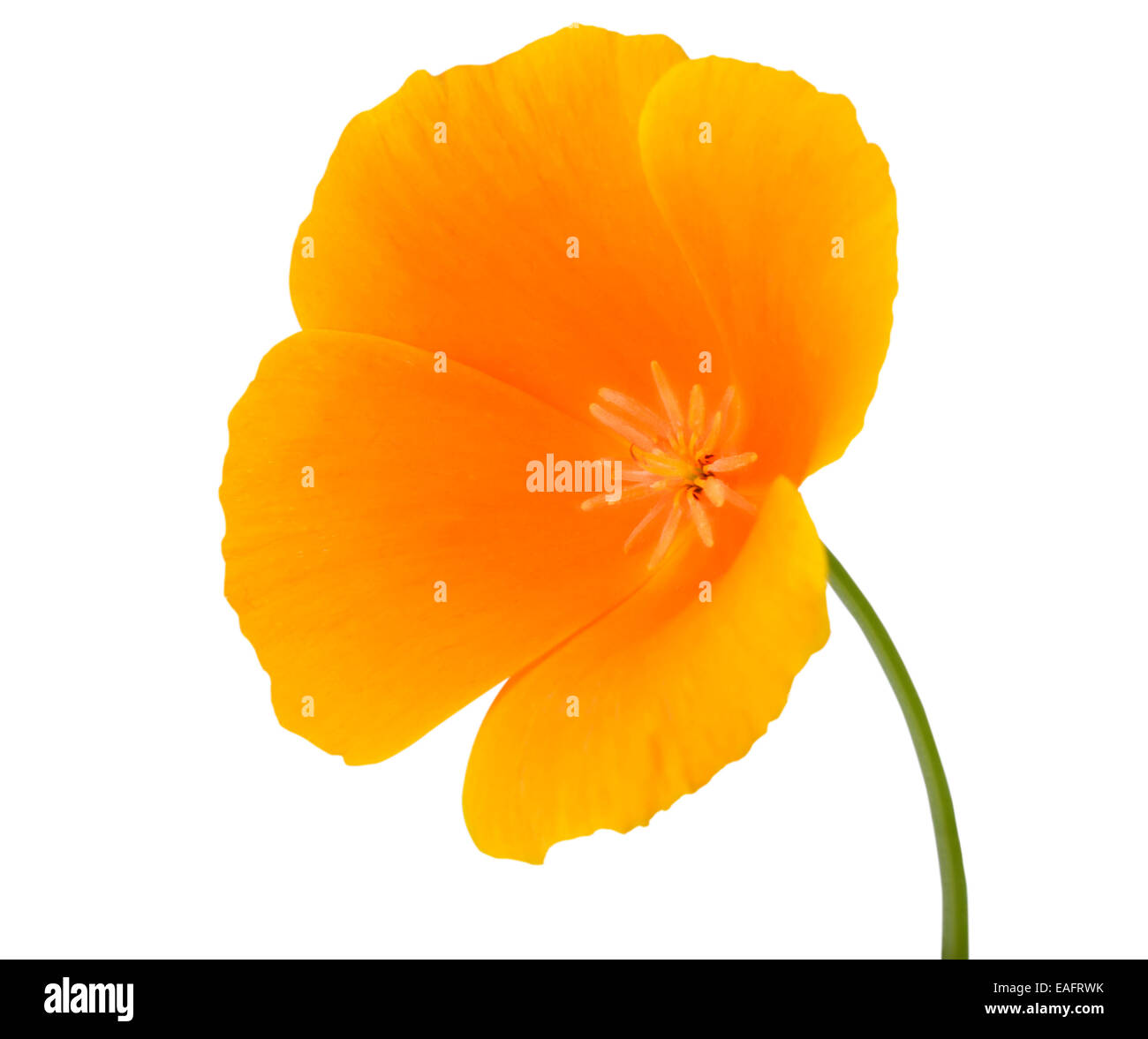 Yellow Wildflower Flower with Orange center on Green Stick Isolated on