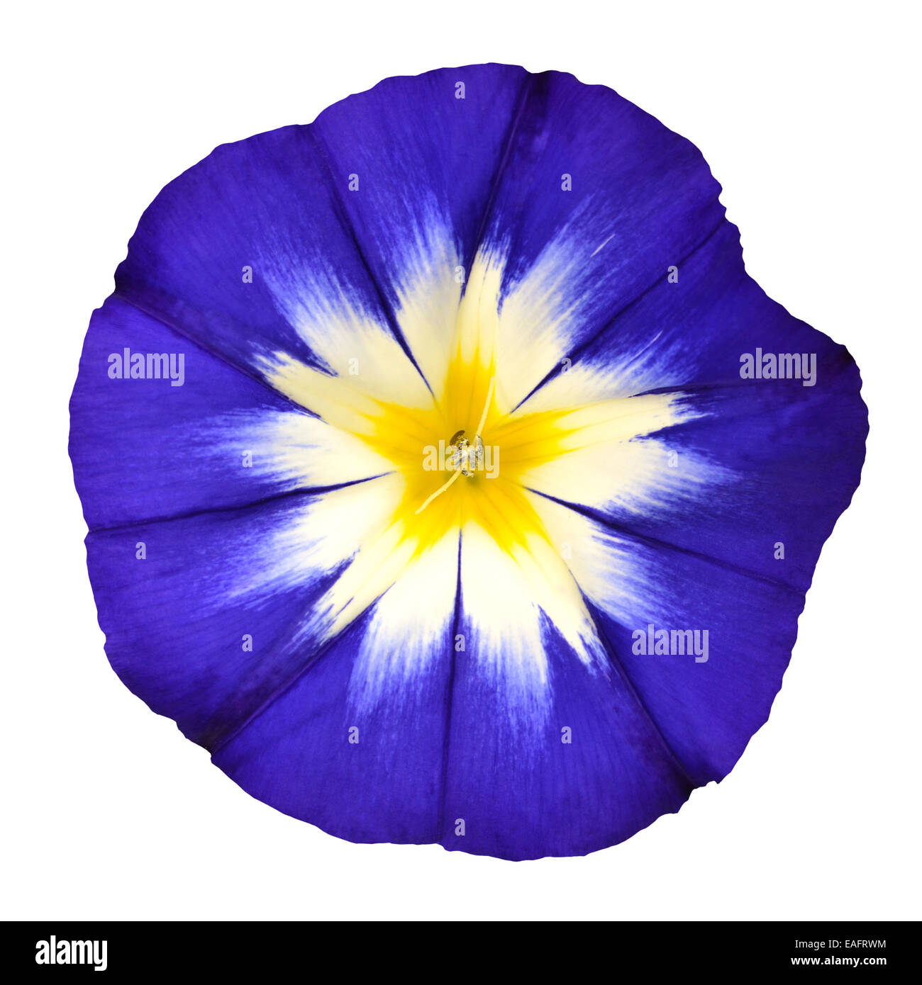 Blue Flower with White Yellow Star Shaped Center Isolated on  White Background. Macro of Primula Flower Stock Photo