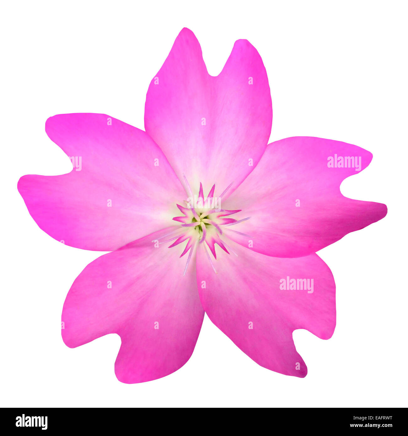 My Image 11
